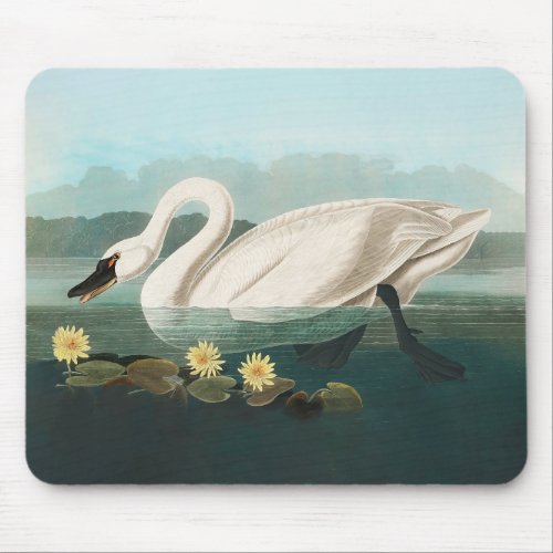 swan audubon bird white water swans mouse pad