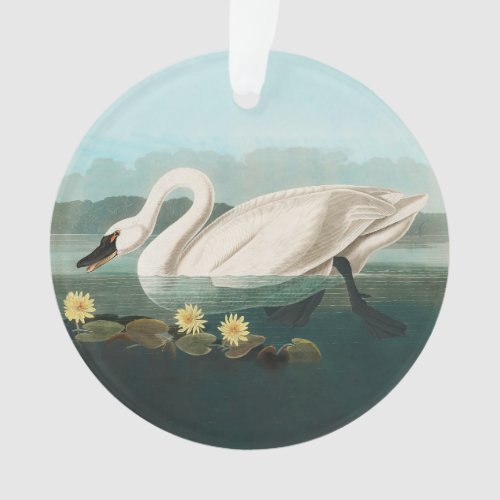 swan audubon bird white water swans ornament