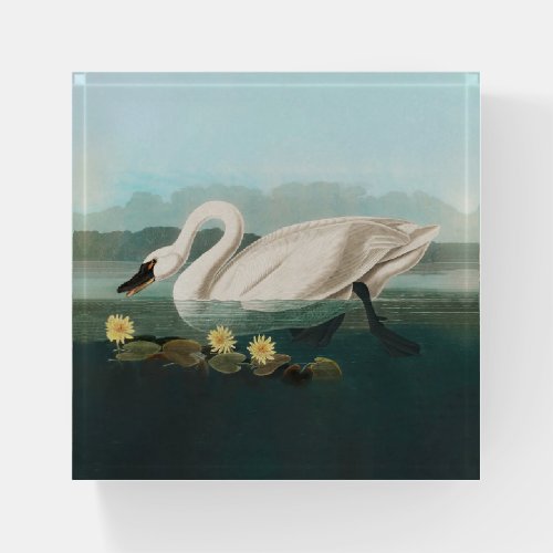 swan audubon bird white water swans paperweight