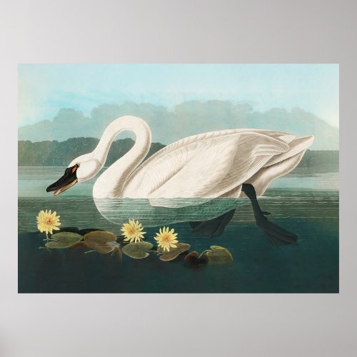 swan audubon bird white water swans poster