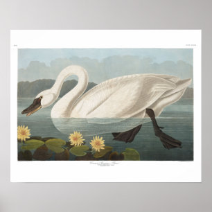 swan audubon bird white water swans poster