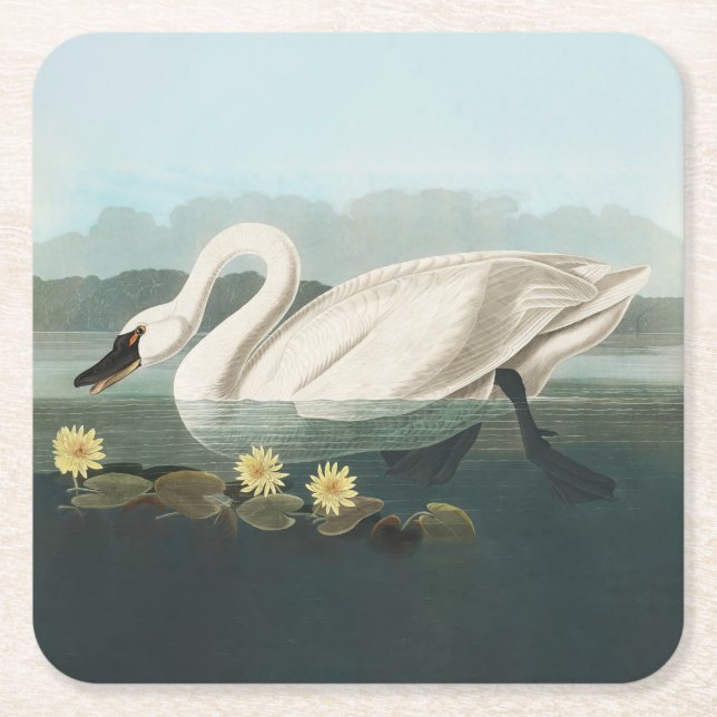 swan audubon bird white water swans square paper coaster (Front)