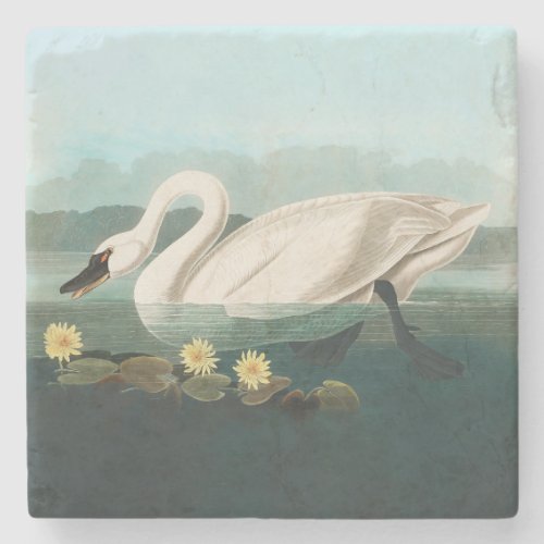 swan audubon bird white water swans stone coaster