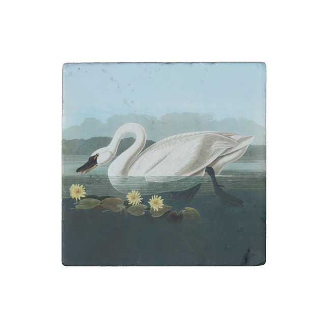 swan audubon bird white water swans stone magnet (Fourth Magnet)