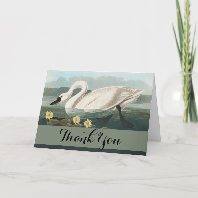 swan audubon bird white water swans thank you card (Front)