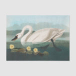 swan audubon bird white water swans tissue paper