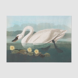 swan audubon bird white water swans tissue paper