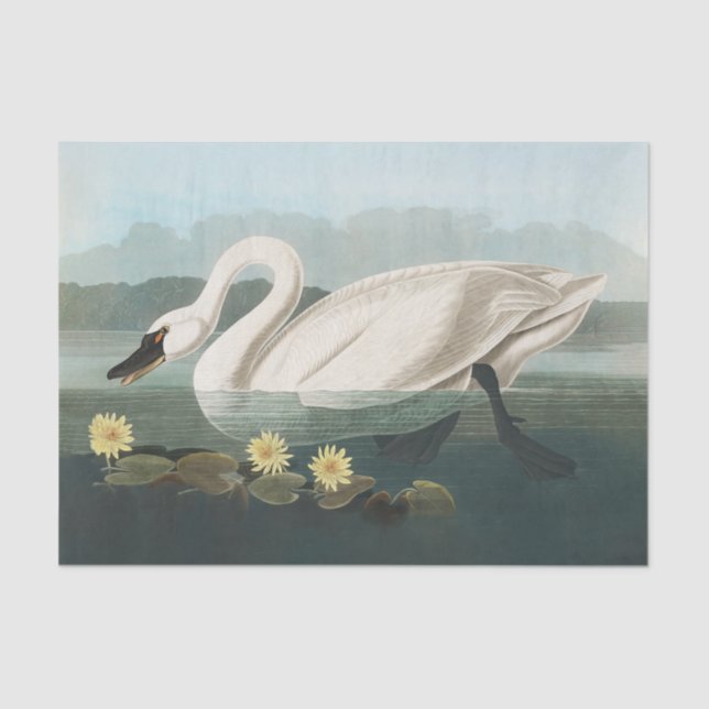 swan audubon bird white water swans tissue paper (Front)