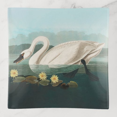 swan audubon bird white water swans trinket tray