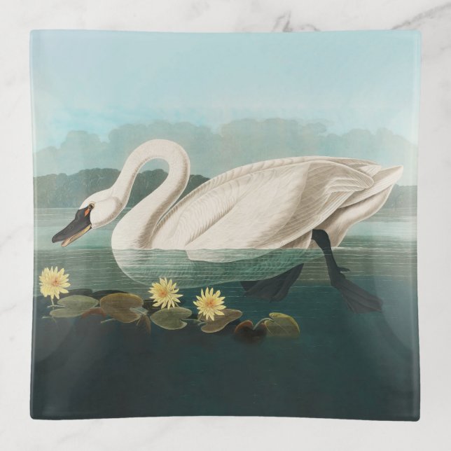 swan audubon bird white water swans trinket tray (Front)