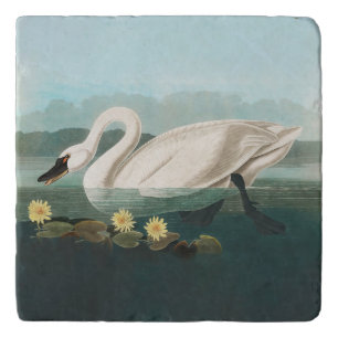 swan audubon bird white water swans trivet