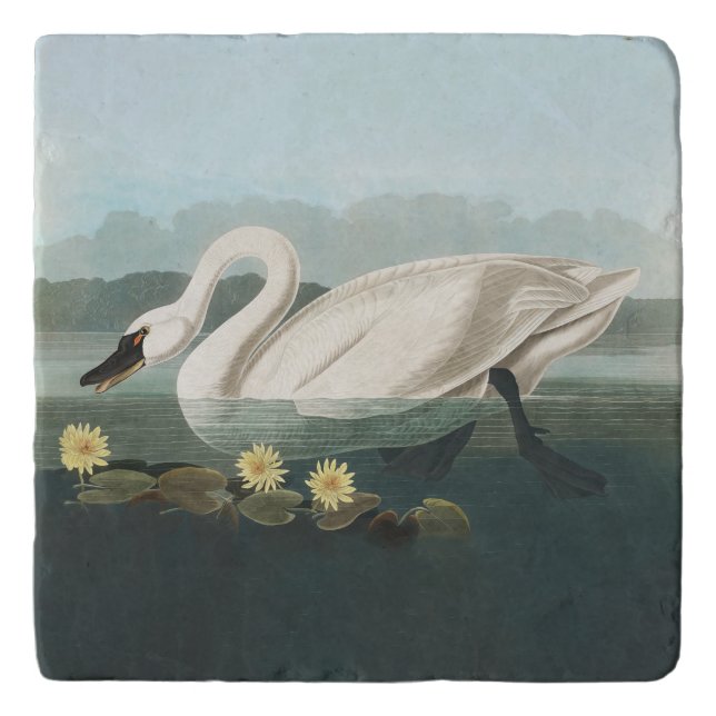 swan audubon bird white water swans trivet (Front)