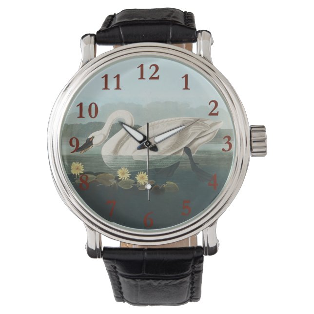 swan audubon bird white water swans watch (Front)