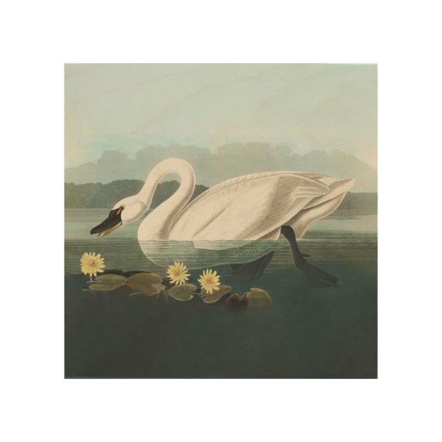 swan audubon bird white water swans wood wall art (Front)