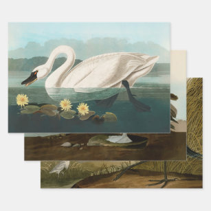 swan audubon bird white water swans wrapping paper sheets
