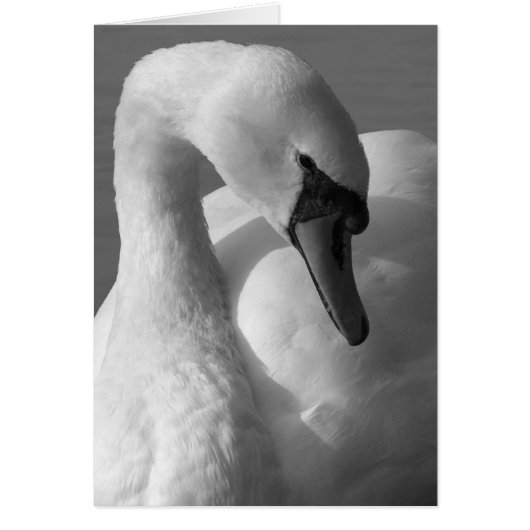 Swan B&W (Front)
