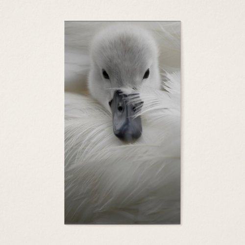 Swan, Beautiful White Feathers, Beauty Comfort Business Cards