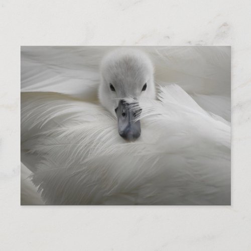 Swan Beautiful White Feathers Beauty Comfort Postcard