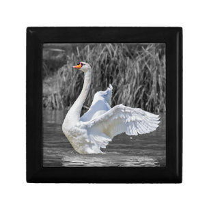 Swan Black and White Photography Gift Box