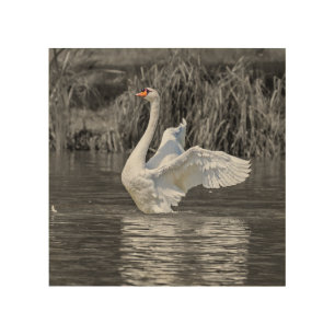 Swan Black and White Photography Wood Wall Art
