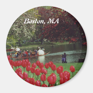 Swan Boats and Red Tulips Magnet