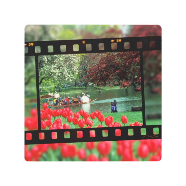 Swan Boats and Red Tulips Metal Print (Front)