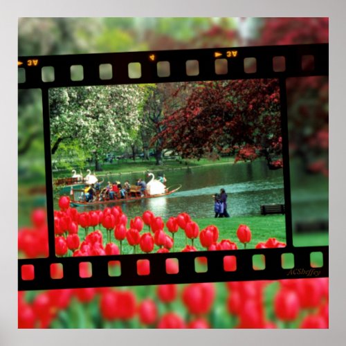 Swan Boats and Red Tulips Poster