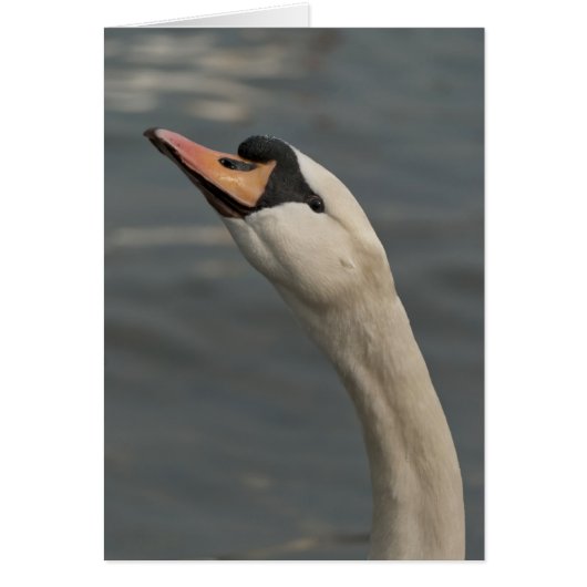 Swan Cards (Front)