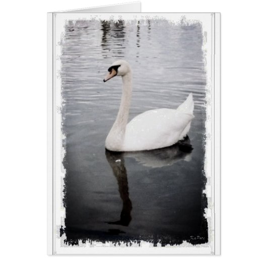 Swan Cards (Front)