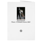 Swan Cards (Back)