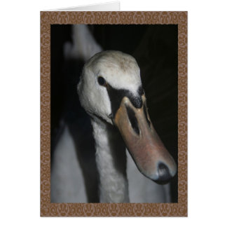 Swan Cards
