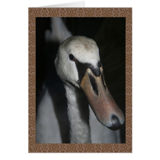 Swan Cards (Front)
