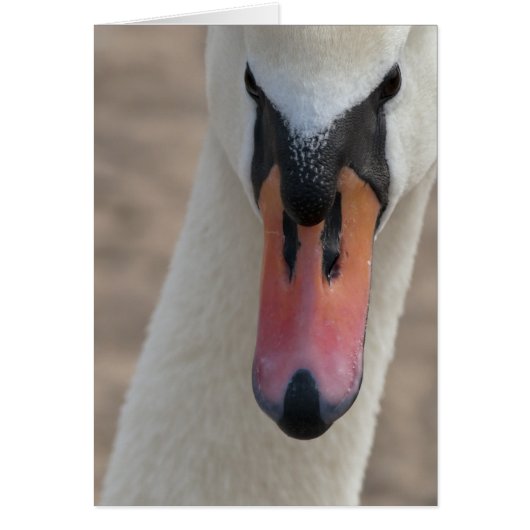 Swan Cards (Front)