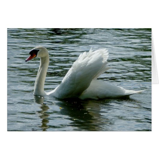 Swan Cards (Front Horizontal)