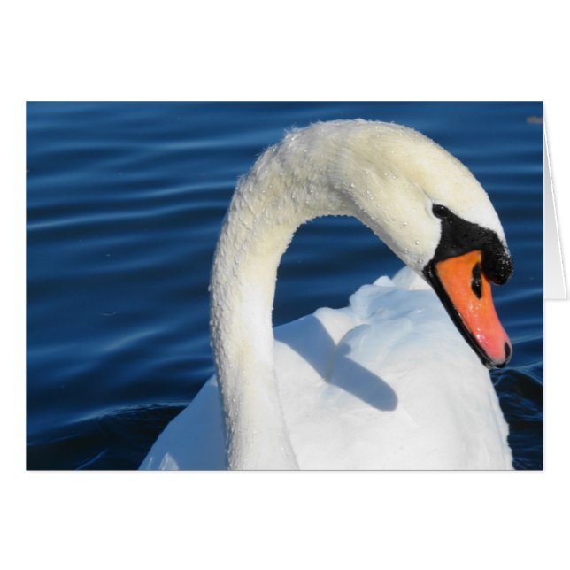 Swan Cards (Front Horizontal)