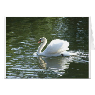 Swan Cards