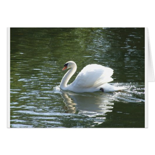 Swan Cards (Front Horizontal)