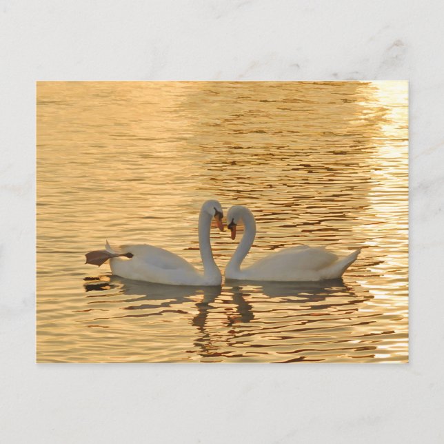 Swan Couple Meeting at Sunset Photograph Postcard (Front)