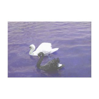 Swan Couple on a Lake