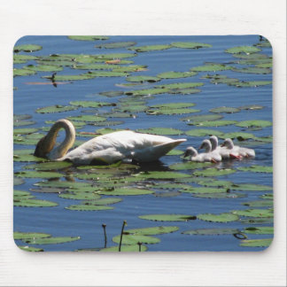 Swan & Cygnets Feeding Mouse Pad