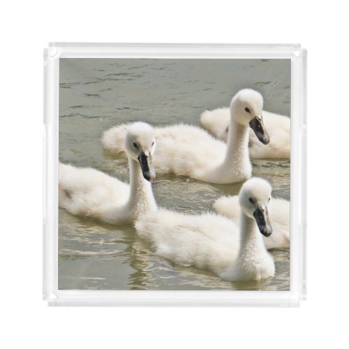 Swan Cygnets Swimming Acrylic Tray