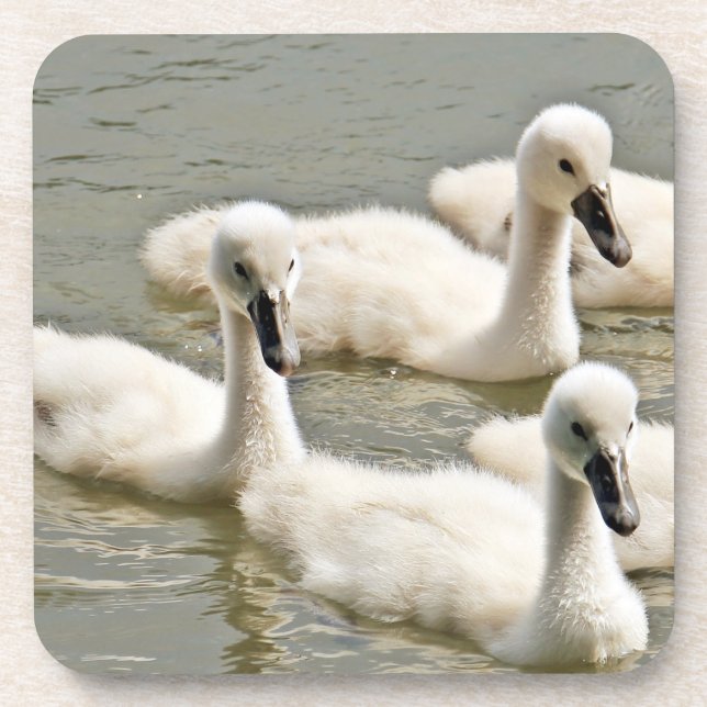 Swan Cygnets Swimming Beverage Coaster (Front)