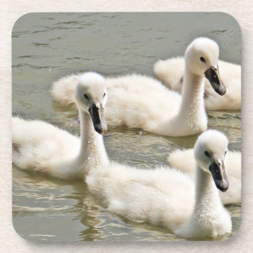 Swan Cygnets Swimming Beverage Coaster