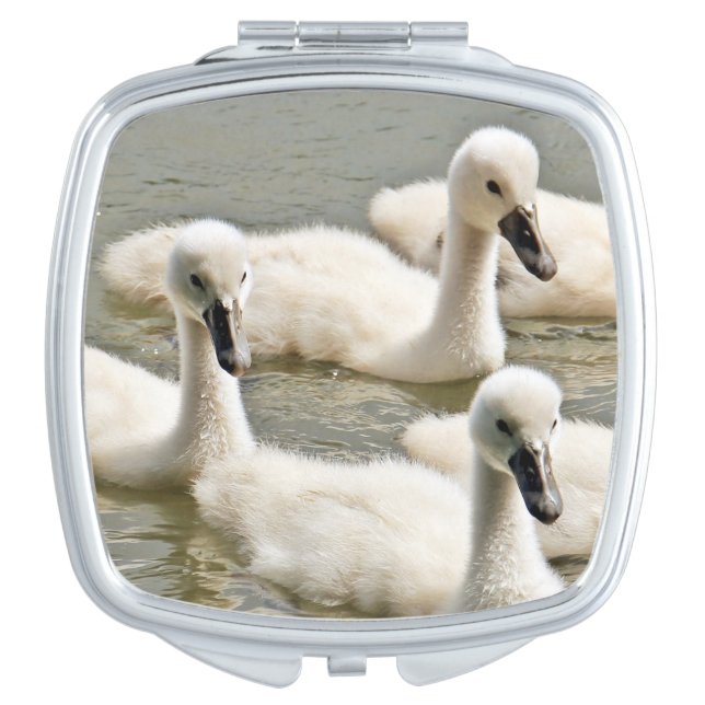Swan Cygnets Swimming Compact Mirror (Front)