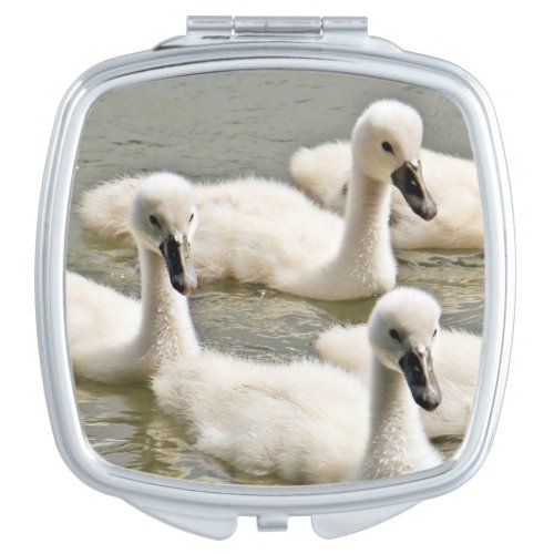 Swan Cygnets Swimming Compact Mirror