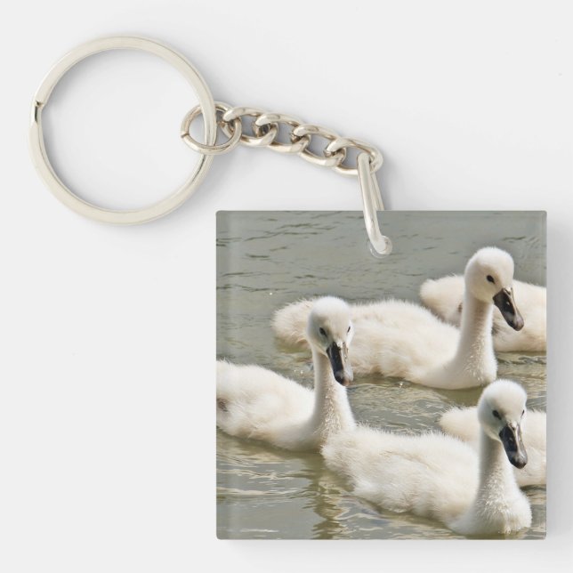 Swan Cygnets Swimming Keychain (Front)