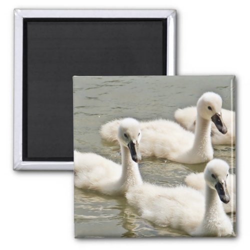 Swan Cygnets Swimming Magnet