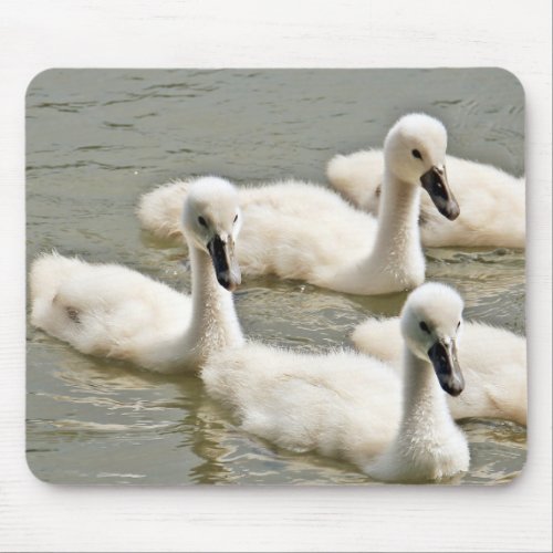 Swan Cygnets Swimming Mouse Pad