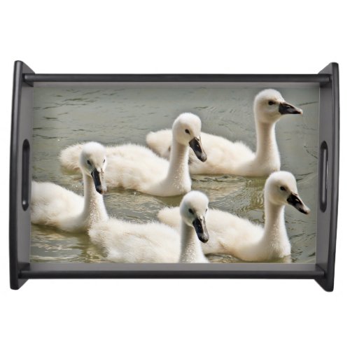 Swan Cygnets Swimming Serving Tray