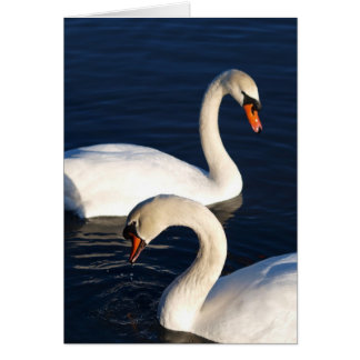 Swan Duet Cards